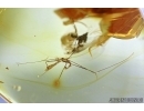 Rare Assassin Bug Nymph REDUVIIDAE. Fossil inclusion in BALTIC AMBER #6460