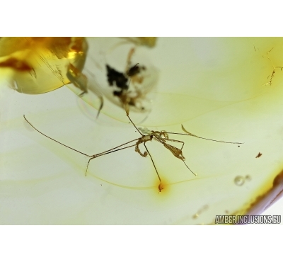 Rare Assassin Bug Nymph REDUVIIDAE. Fossil inclusion in BALTIC AMBER #6460