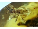Big 15mm! Honey Bee, Apoidea and Rare Bug. Fossil insects in Baltic amber #6475