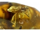 Big 15mm! Honey Bee, Apoidea and Rare Bug. Fossil insects in Baltic amber #6475