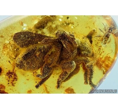 Big 15mm! Honey Bee, Apoidea and Rare Bug. Fossil insects in Baltic amber #6475