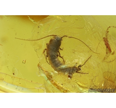 Silverfish, Lepismatidae. Fossil inclusion in Baltic amber #6488