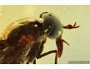 SUPERB HORSE FLY, TABANIDAE. Fossil insect in Ukrainian, Rovno amber #6491R