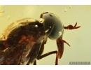 SUPERB HORSE FLY, TABANIDAE. Fossil insect in Ukrainian, Rovno amber #6491