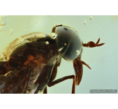 SUPERB HORSE FLY, TABANIDAE. Fossil insect in Ukrainian, Rovno amber #6491R