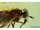 SUPERB HORSE FLY, TABANIDAE. Fossil insect in Ukrainian, Rovno amber #6491R