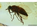 SUPERB HORSE FLY, TABANIDAE. Fossil insect in Ukrainian, Rovno amber #6491R