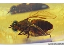 SUPERB HORSE FLY, TABANIDAE. Fossil insect in Ukrainian, Rovno amber #6491R