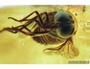 SUPERB HORSE FLY, TABANIDAE. Fossil insect in Ukrainian, Rovno amber #6491R