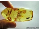 SUPERB HORSE FLY, TABANIDAE. Fossil insect in Ukrainian, Rovno amber #6491R
