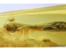 Rare Aphid, Drepanosiphidae and Amber drop in Baltic amber stone #6496
