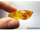 Spider is attacking Ant. Fossil insects in Baltic amber #6497