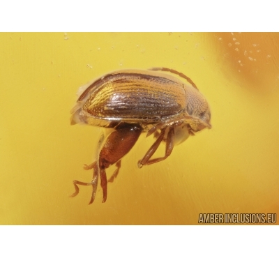 Chrysomelidae: Galerucinae: Alticini, Flea Beetle. Fossil insect in Ukrainian, Rovno amber #6521