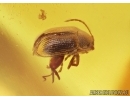 Chrysomelidae: Galerucinae: Alticini, Flea Beetle. Fossil insect in Ukrainian, Rovno amber #6521