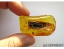 Chrysomelidae: Galerucinae: Alticini, Flea Beetle. Fossil insect in Ukrainian, Rovno amber #6521