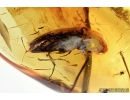Big Termite, Isoptera, Thrips and Beetle Elateridae. Fossil inclusions in Baltic amber #6533