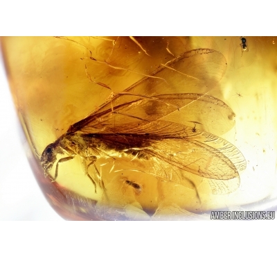 Big Termite, Isoptera, Thrips and Beetle Elateridae. Fossil inclusions in Baltic amber #6533