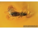 Big Termite, Isoptera, Thrips and Beetle Elateridae. Fossil inclusions in Baltic amber #6533