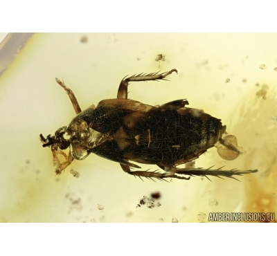 Rare Exuvia Cockroach, Blattaria,  Fossil inclusion in Baltic amber #6560