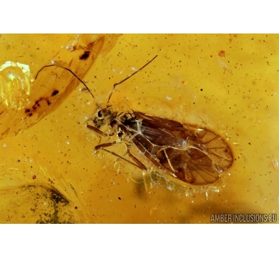 PSOCOPTERA, PSOCID. Fossil insect in Baltic amber #6573
