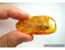 VERY NICE, BIG WINGED PLANTHOPPER, CICADA. Fossil insect in Baltic amber #6586