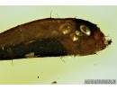 Nice Leaf and Isopoda, Woodlice. Fossil inclusion in Baltic amber #6602