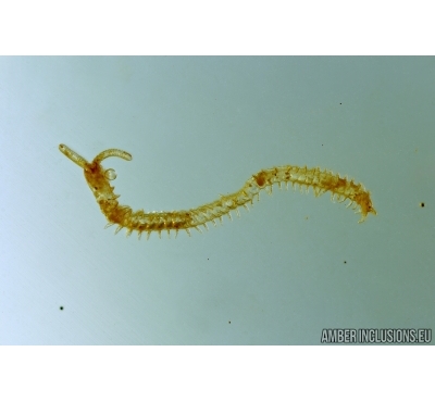 Nice Chilopoda, Geophilidae and Ant, Hymenoptera. Fossil inclusions in Ukrainian Rovno amber #6608R