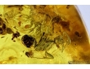 Ants Formicidae (can be seen Glossa!), Tumbling Flower Beetle Mordellidae, Myriapoda, Caddisfly and More. Fossil inclusions in Baltic amber #6637