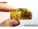 Very nice Plant, with unique Cone! Fossil inclusion in Baltic amber #6641