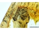 Very nice Plant, with unique Cone! Fossil inclusion in Baltic amber #6641
