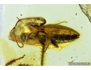 Cerambycidae, Longhorn Beetle.  Fossil insect in Baltic amber #6692