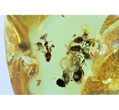 Many Ants, Hymenoptera. Fossil inclusions in Baltic amber #6699