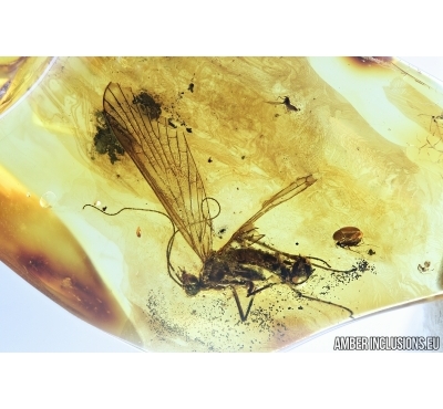 Mecoptera, Panorpidae, Scorpionfly. Fossil inclusion in Baltic amber #6715