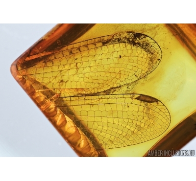 Very rare Dragonfly Wings, Odonata. Fossil inclusions in Baltic amber stone #6717