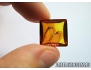 Very rare Dragonfly Wings, Odonata. Fossil inclusions in Baltic amber stone #6717