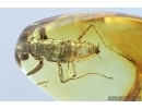 Extremely Rare, Adult Praying Mantis, Mantodea. Fossil insect in Baltic amber #6718