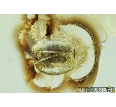Rare Sap-feeding Beetle Nitidulidae Microsoronia. Fossil insect in Baltic amber #6721