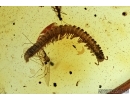Myriapoda, Diplopoda, big Ant and More. Fossil insects in Baltic amber #6731