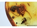 Myriapoda, Diplopoda, big Ant and More. Fossil insects in Baltic amber #6731