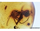 Myriapoda, Diplopoda, big Ant and More. Fossil insects in Baltic amber #6731