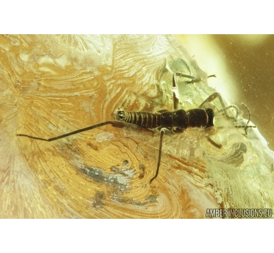 Rare Gladiator ,Mantophasmatodea. Fosill inclusions in Baltic amber #6735