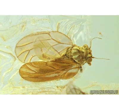 Rare Psyllid, Psylloidea and More. Fossil insects in Baltic amber #6737