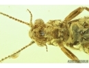 Plecoptera, Stonefly. Fossil insect in Baltic amber #6743
