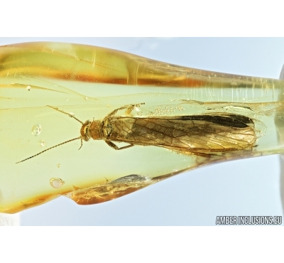 Plecoptera, Stonefly. Fossil insect in Baltic amber #6743