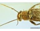 Plecoptera, Stonefly. Fossil insect in Baltic amber #6743
