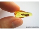 Plecoptera, Stonefly. Fossil insect in Baltic amber #6743