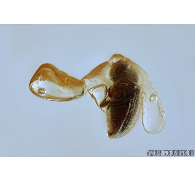 Death-watch beetle  Ptinidae: Anobiinae, Moth case, Spider Exuvia and Mite. Fossil inclusions in Baltic amber #6747