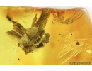 Death-watch beetle  Ptinidae: Anobiinae, Moth case, Spider Exuvia and Mite. Fossil inclusions in Baltic amber #6747