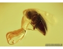 Death-watch beetle  Ptinidae: Anobiinae, Moth case, Spider Exuvia and Mite. Fossil inclusions in Baltic amber #6747