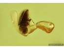 Death-watch beetle  Ptinidae: Anobiinae, Moth case, Spider Exuvia and Mite. Fossil inclusions in Baltic amber #6747